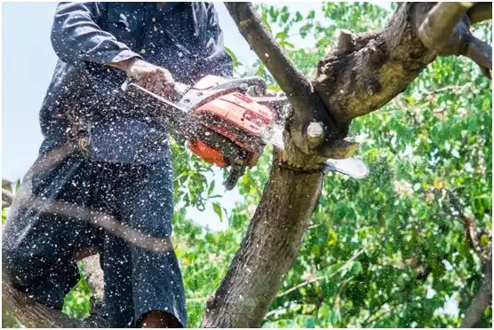 tree services South Connellsville